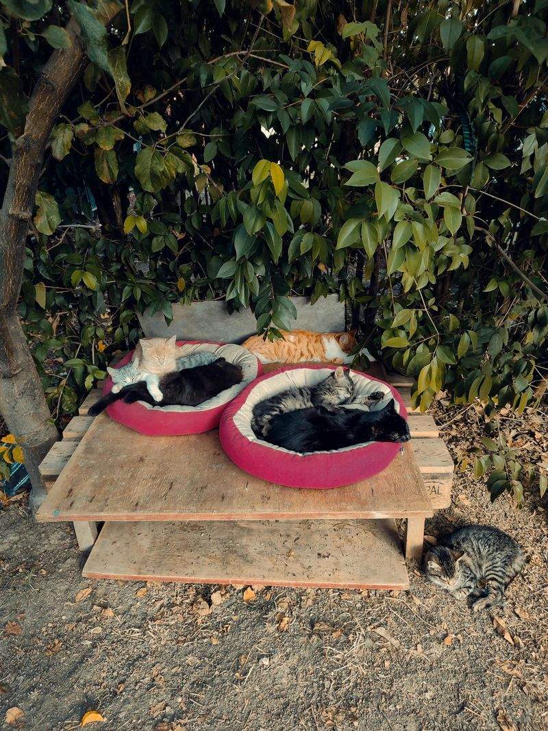 保護猫たちの快適な過ごし方を見直しました