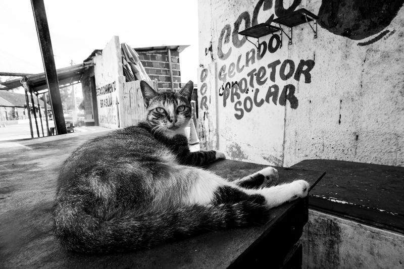 ねこやど保護シェルター 1