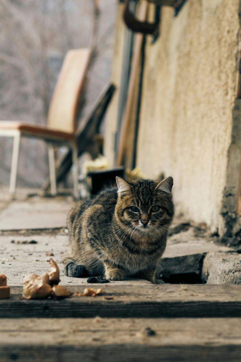 ねこやど保護シェルター 11