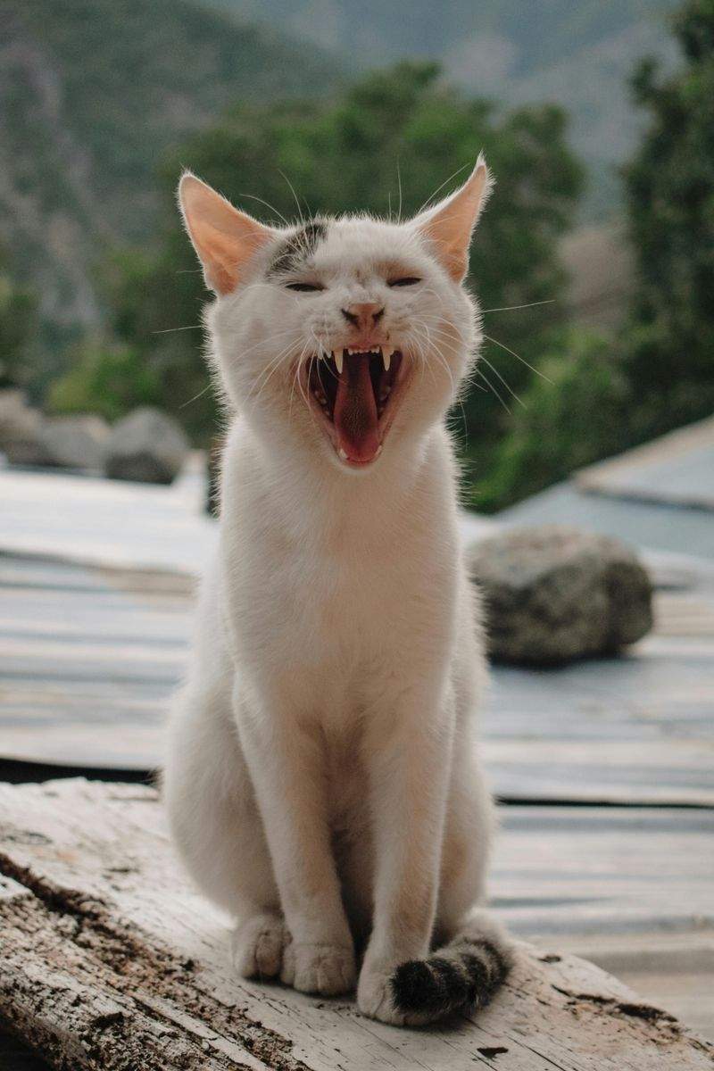 ねこやど保護シェルター 3