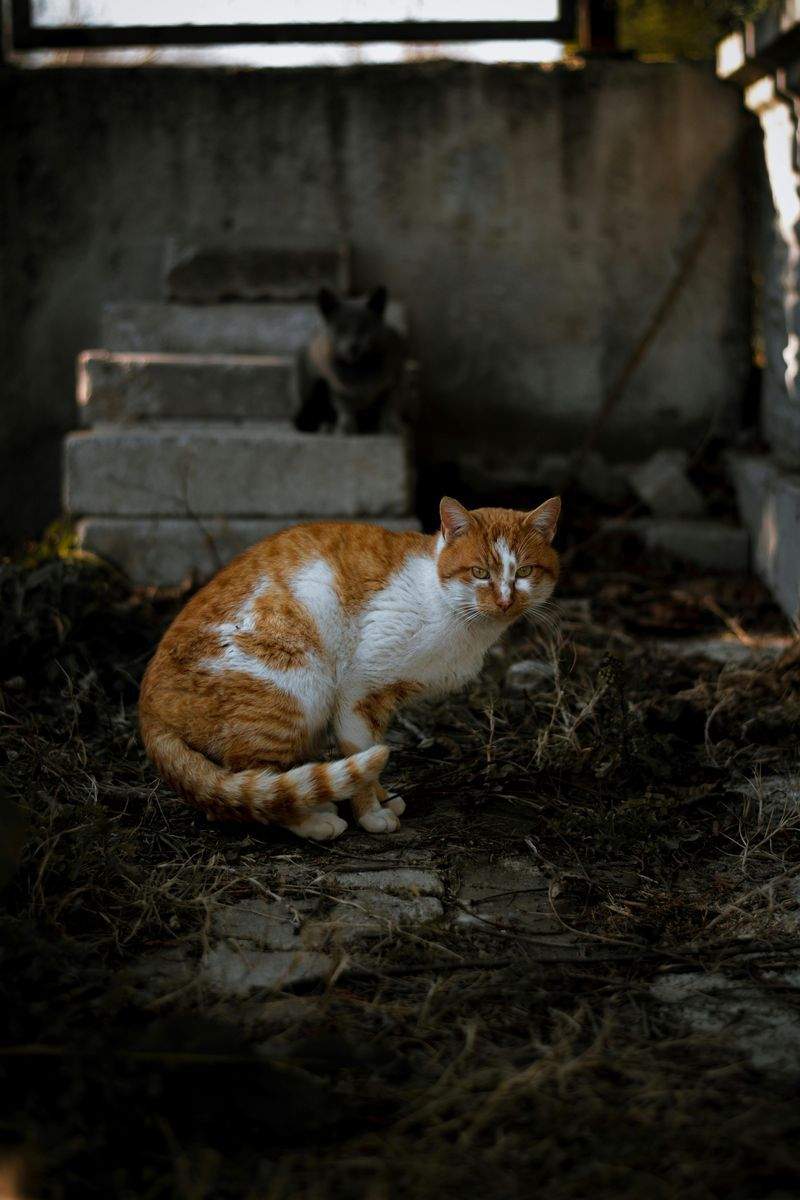 ねこやど保護シェルター 5