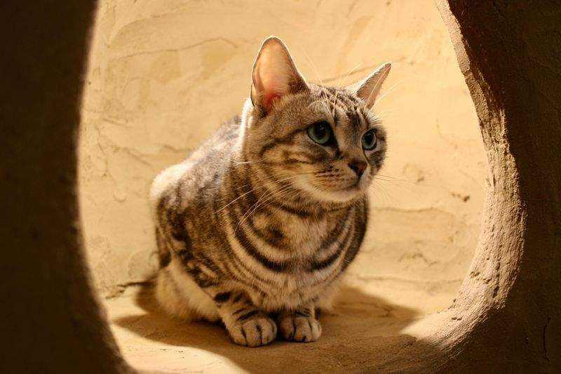 ねこやど保護シェルター 6