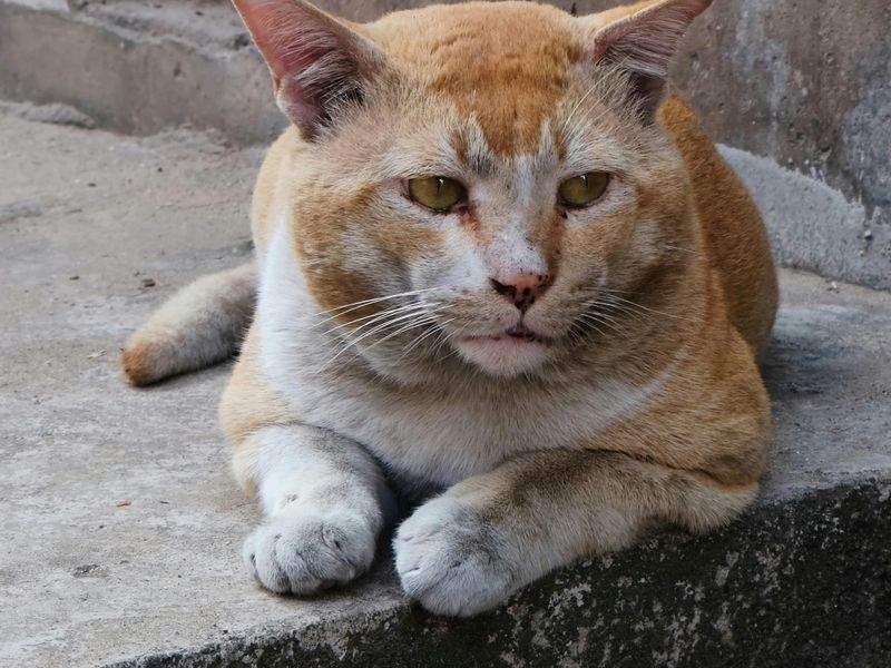ねこやど保護シェルター 7