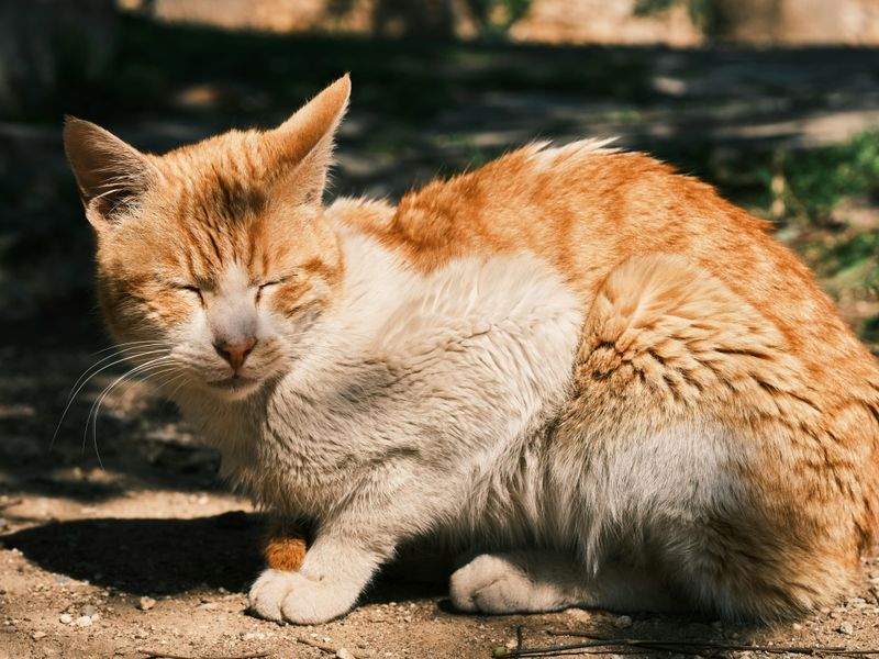 ねこやど保護シェルター 8